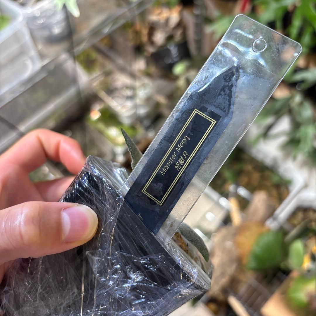 monster moon oc from pleco モンスタームーン　ドワーフ