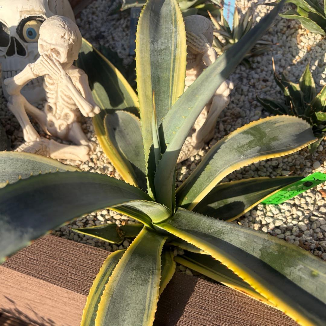 アガベ　大株　フランゾシニー錦　ソートゥース