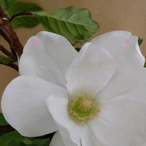 EMILIO ROBBA(エミリオロバ) マグノリア(木蓮) アートフラワー