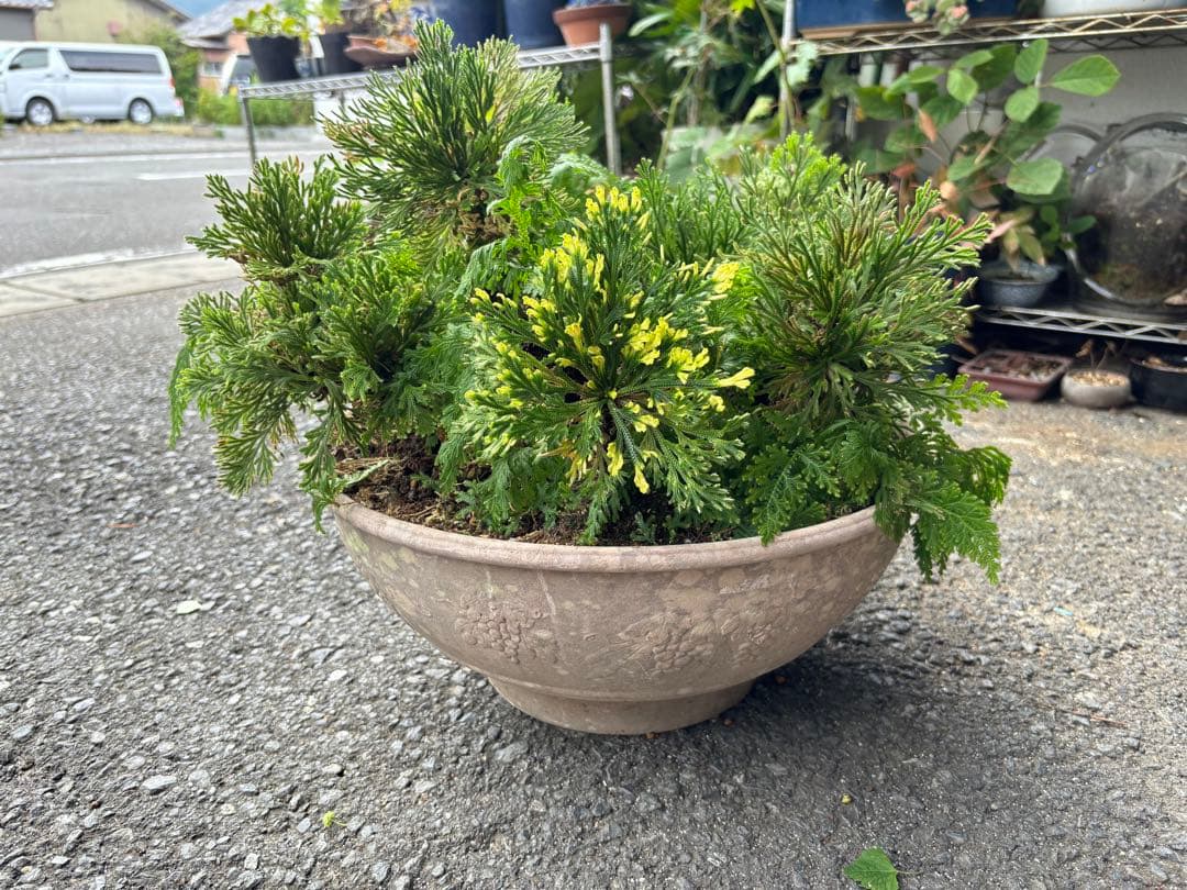 20年もの イワヒバ(イワ松) 元気が良いです 激安大特価