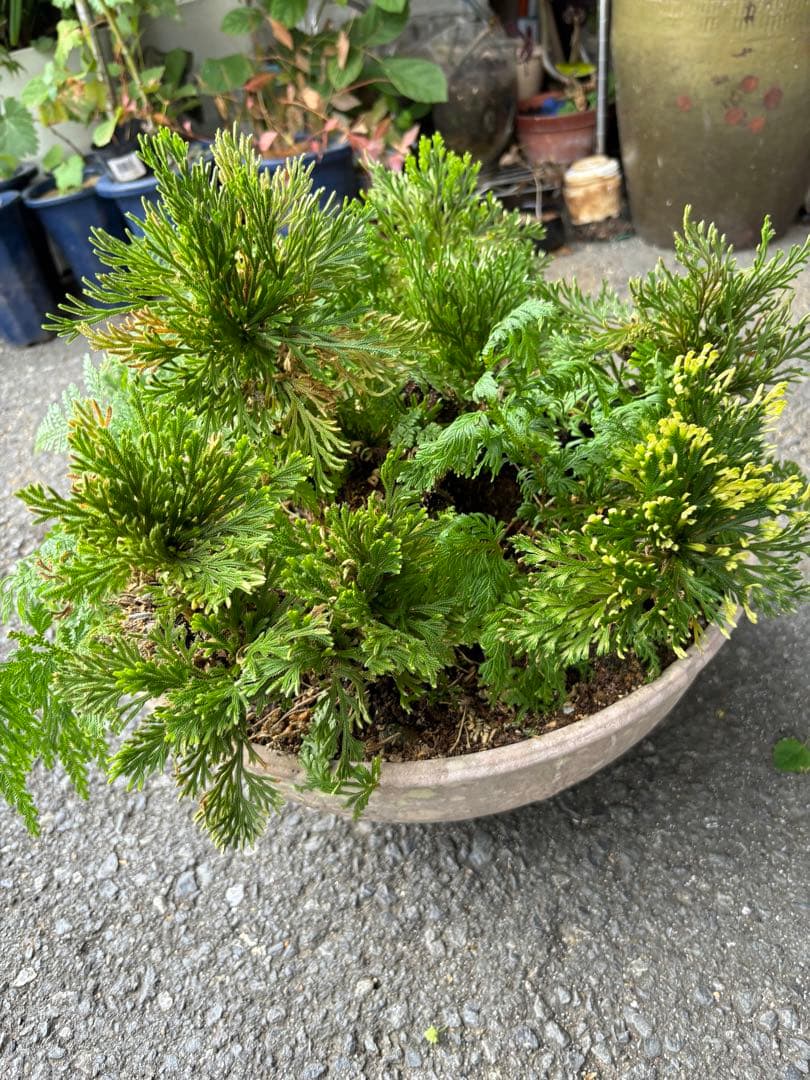 20年もの イワヒバ(イワ松) 元気が良いです 激安大特価