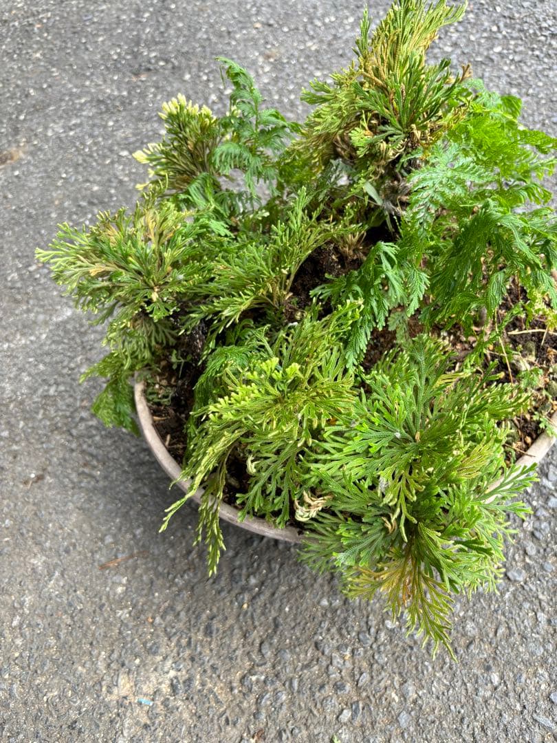 20年もの イワヒバ(イワ松) 元気が良いです 激安大特価