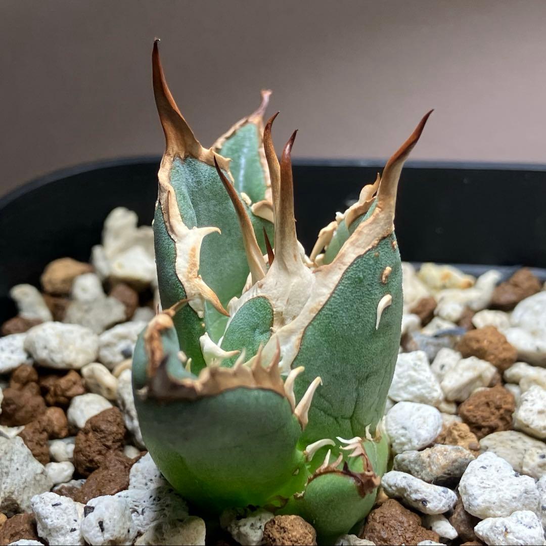 選抜【REZA産】イラン株 特選 太棘 アガベ チタノタ NOVA ノヴァ