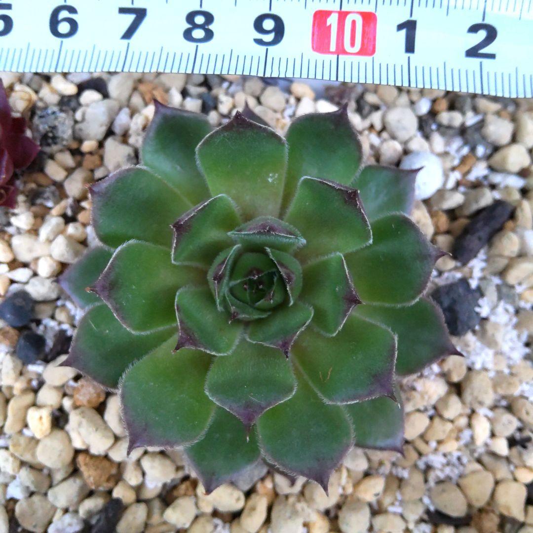 センペルビウム Chipper Baby - メルカリ