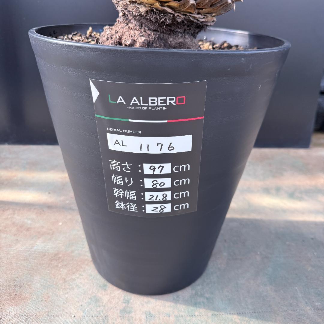 【AL1176】ユッカ　ロストラータ　超美形　極太　シルバーブルー　葉数多