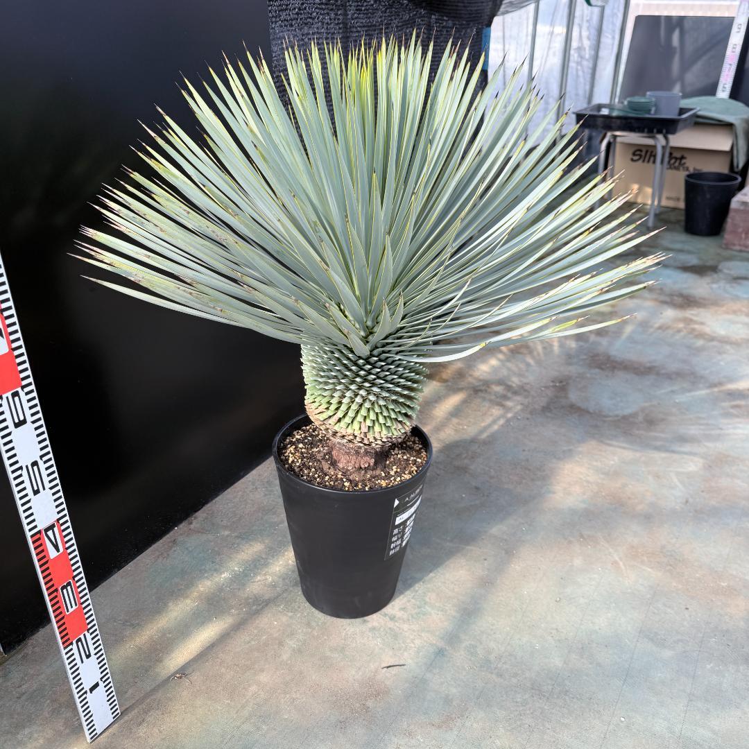 【AL1176】ユッカ　ロストラータ　超美形　極太　シルバーブルー　葉数多