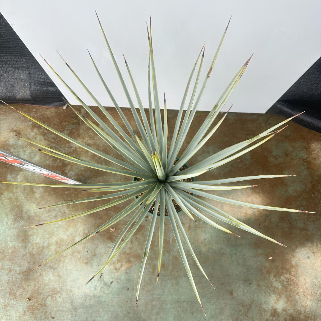 ユッカ　リギダ【24-667】