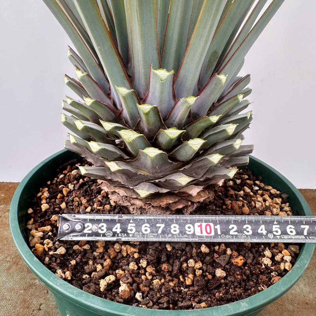 ユッカ　リギダ【24-667】