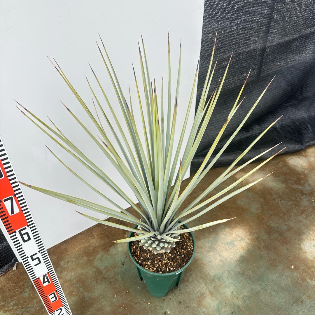 ユッカ　リギダ【24-667】