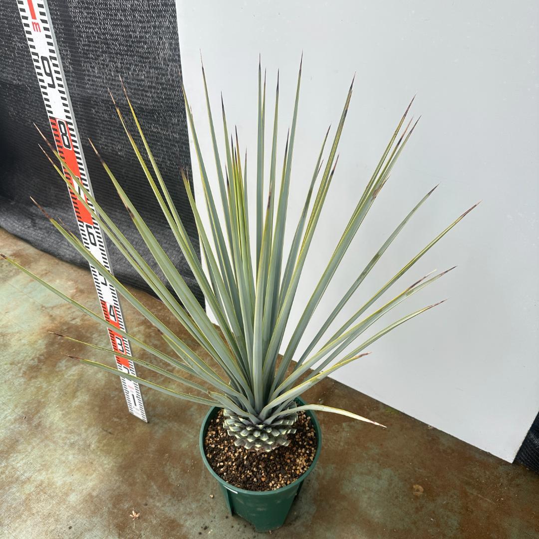 ユッカ　リギダ【24-667】