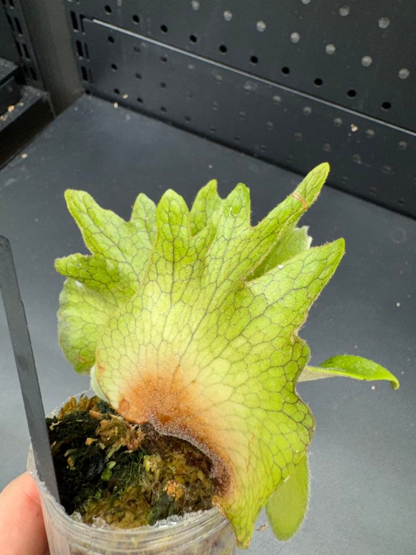 P.willinckii Little Crown Sporeing #366 - メルカリ