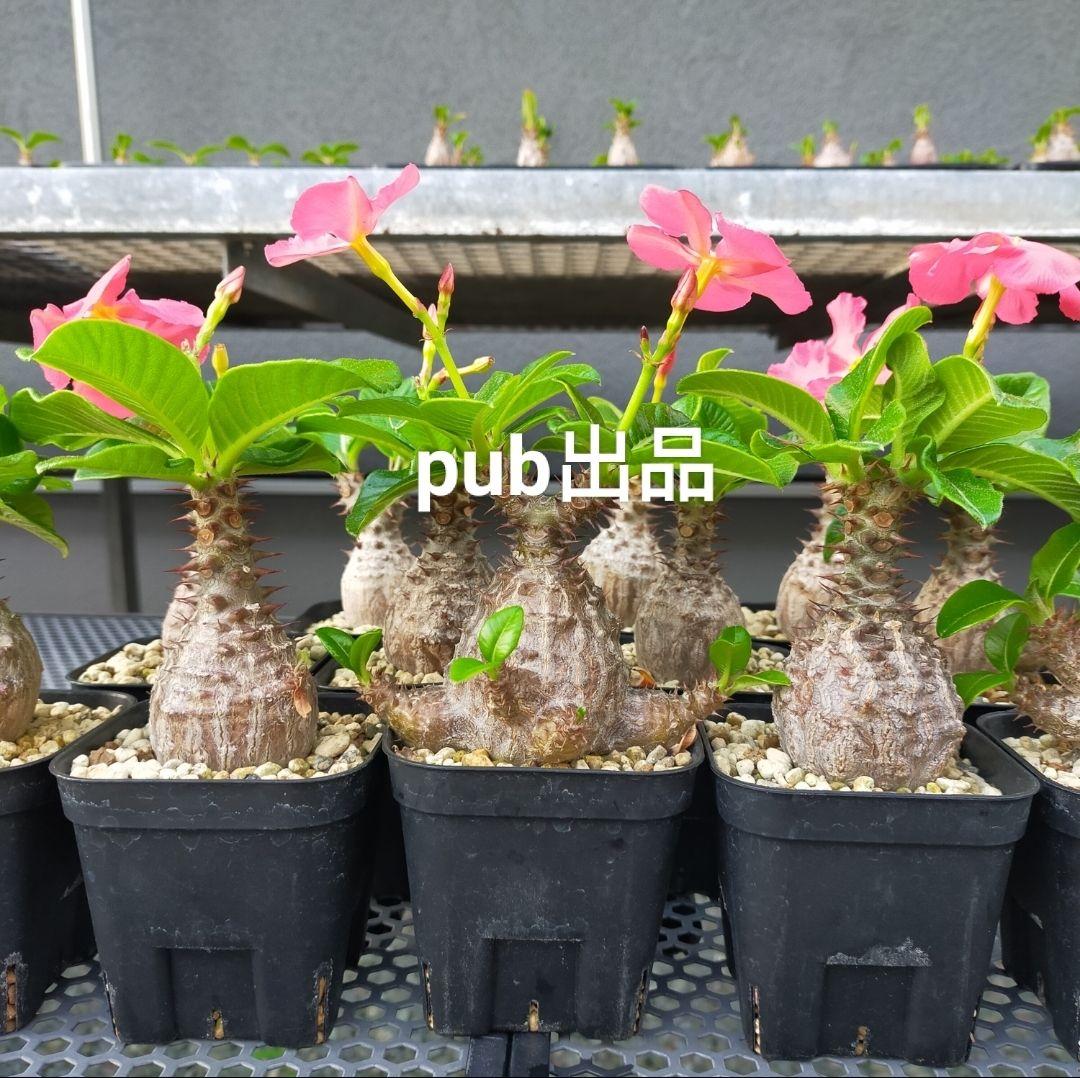 ネギ塩タン パキポディウム ウィンゾリー 種子 50粒 国内実生