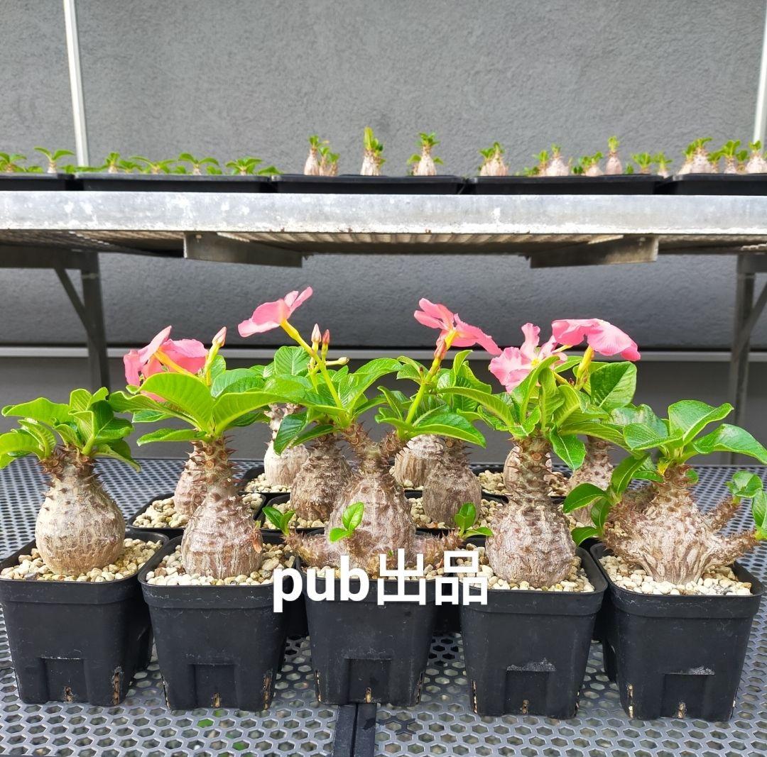 ネギ塩タン パキポディウム ウィンゾリー 種子 50粒 国内実生