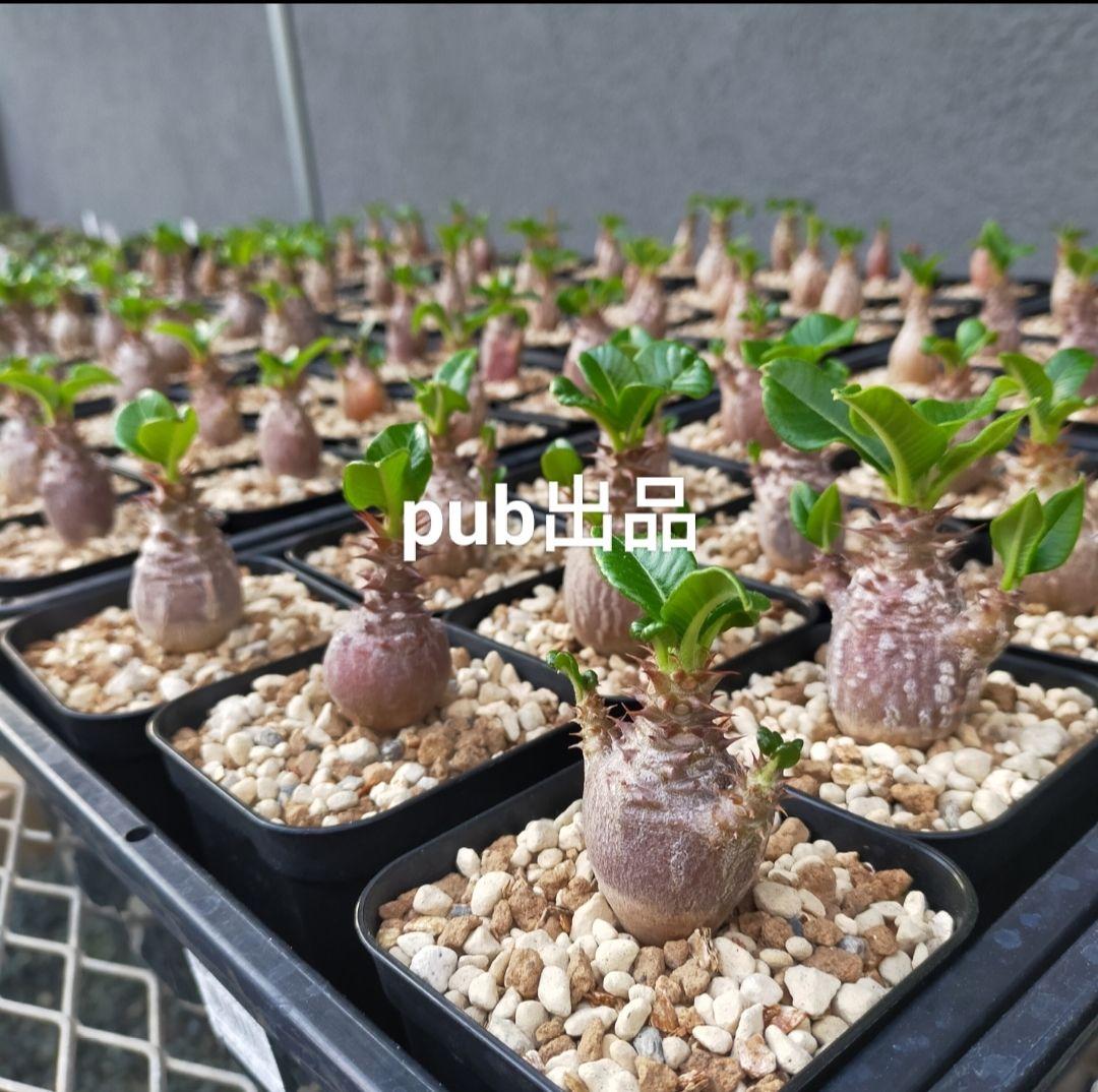 ネギ塩タン パキポディウム ウィンゾリー 種子 50粒 国内実生