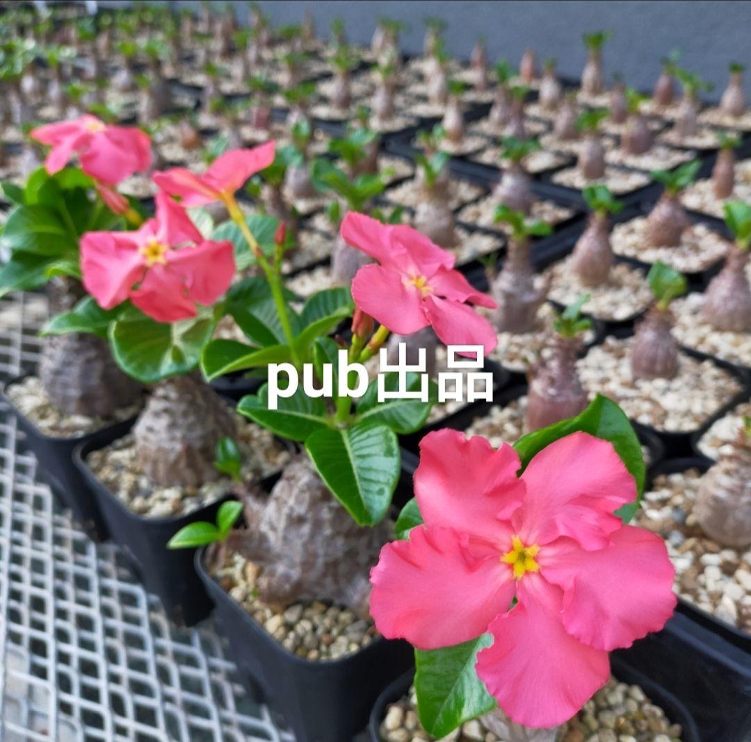 ネギ塩タン パキポディウム ウィンゾリー 種子 50粒 国内実生