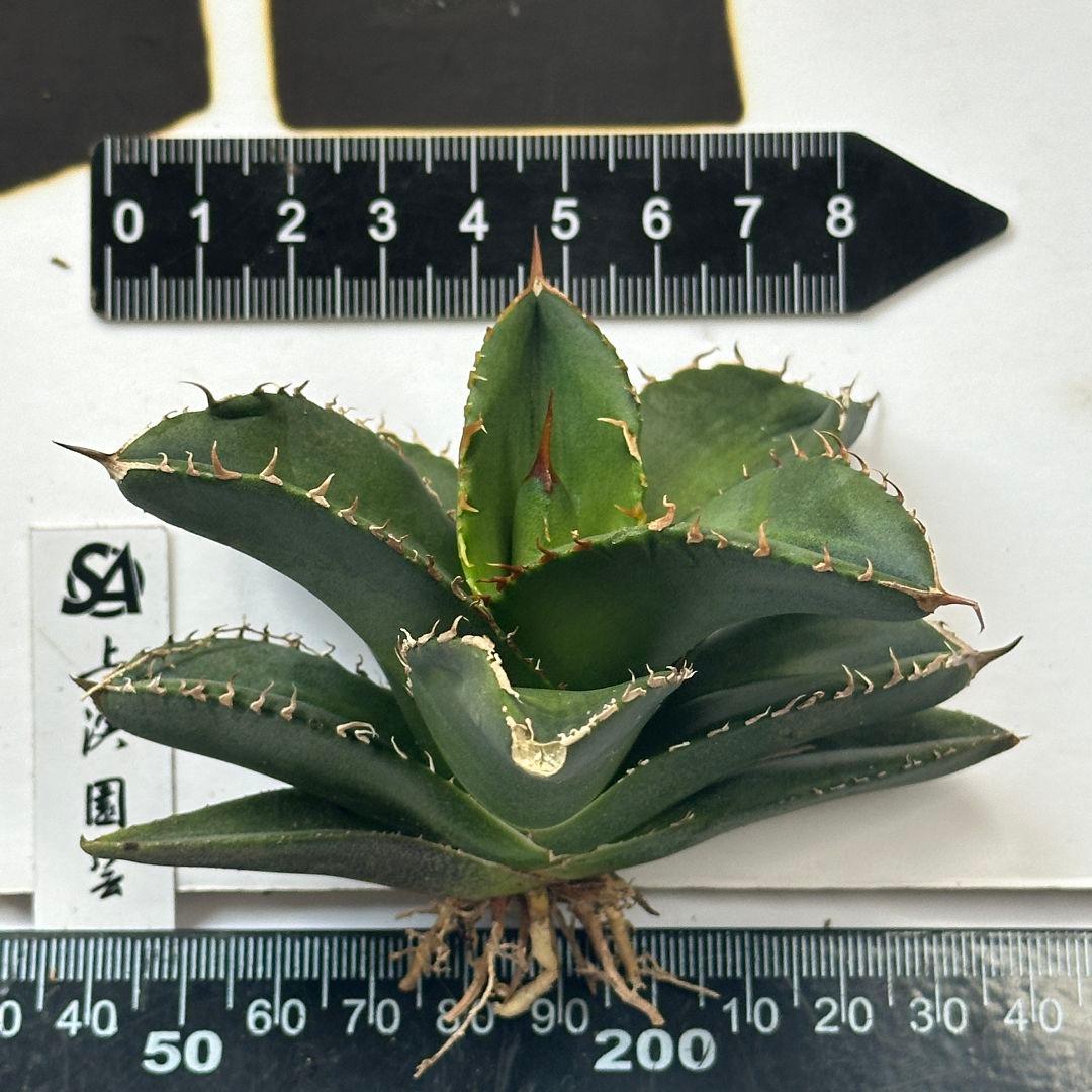 890 【上澳園芸】 アガベ チタノタshangao-005 車手（レーサー