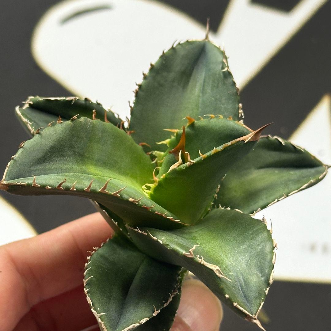 890 【上澳園芸】 アガベ チタノタshangao-005 車手（レーサー