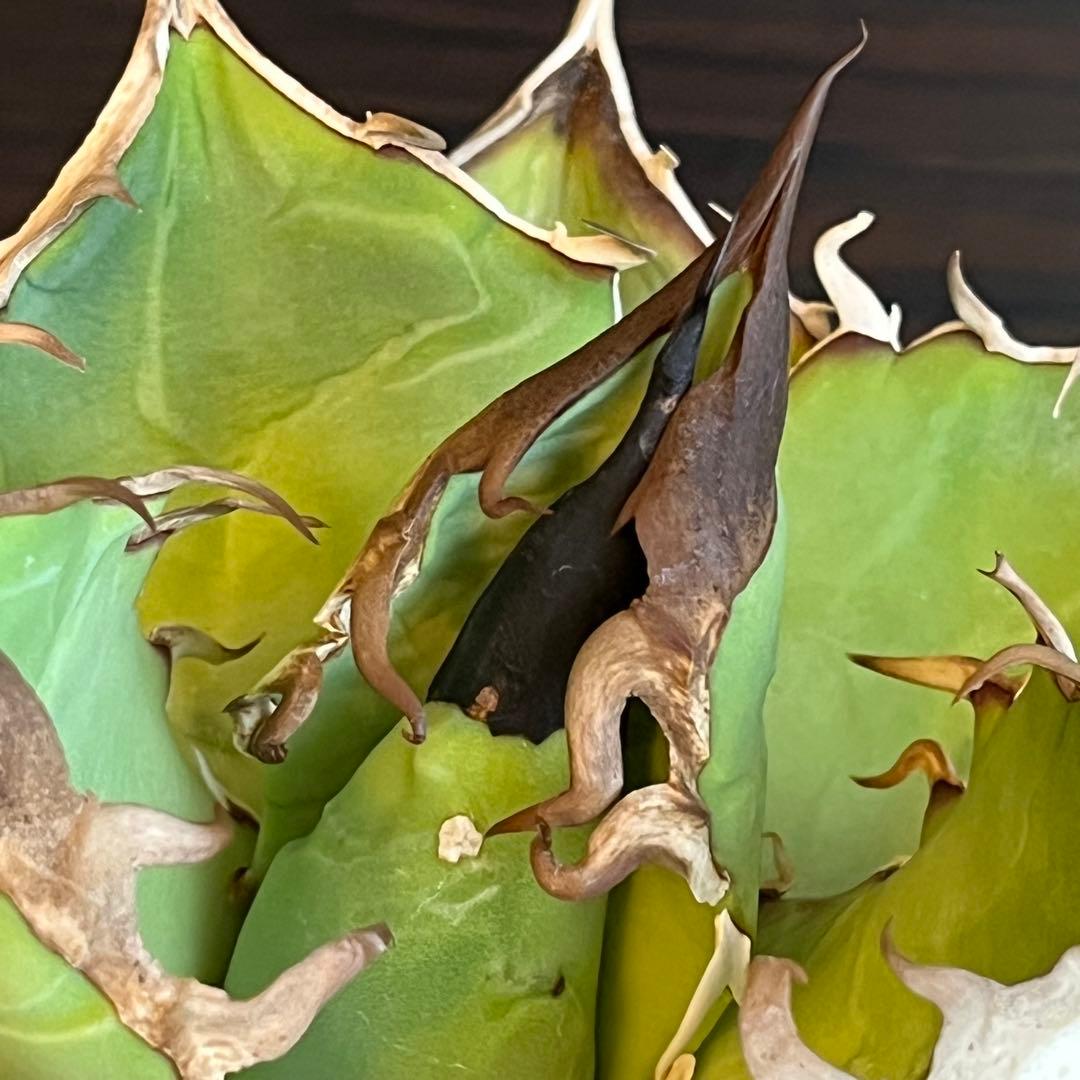 アガベ オアハカ 現地株 子株 portlano - メルカリ