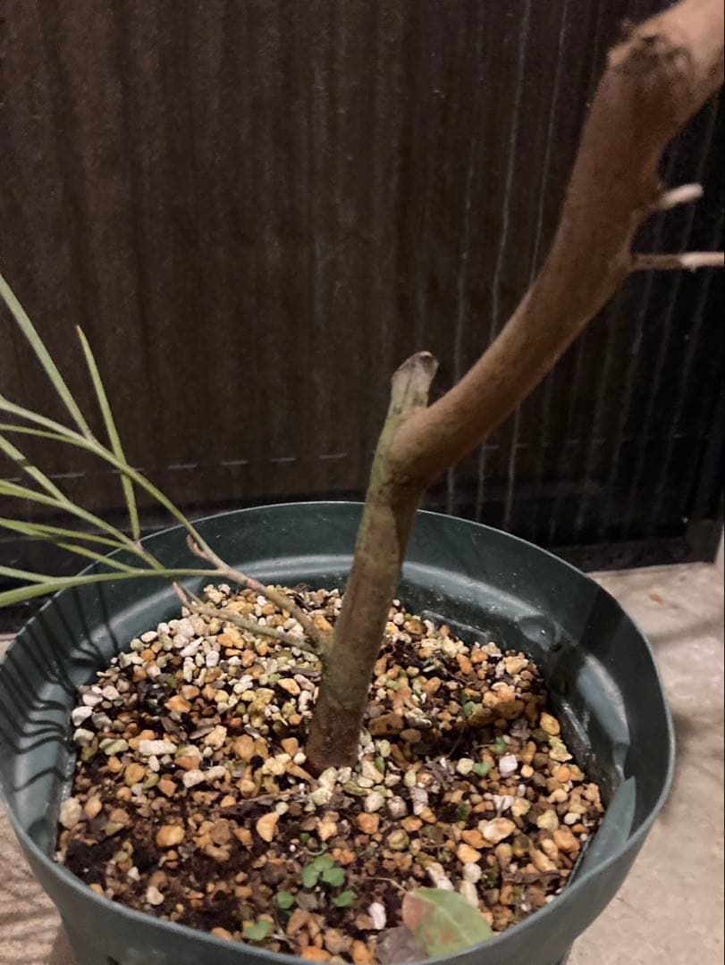 グレビレア　リトルハニー　希少2