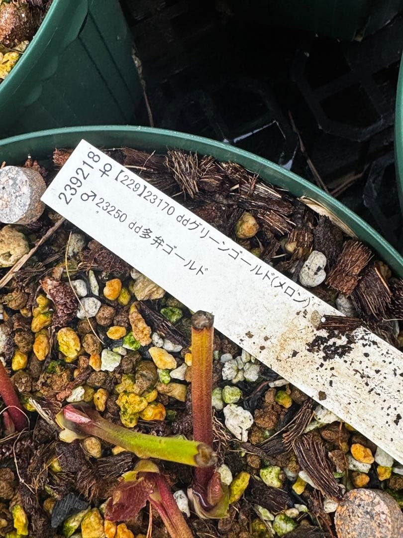 加藤農園 メロン交配 多弁ゴールド6号充実株