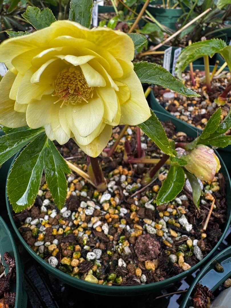 加藤農園 メロン交配 多弁ゴールド6号充実株