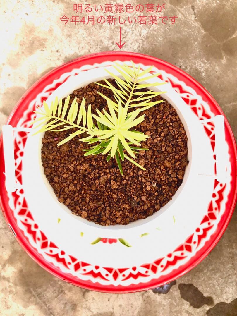 完売【可愛い野生のもみの木さん/クリスマスツリー】樅の木/モミの木/今年2年生