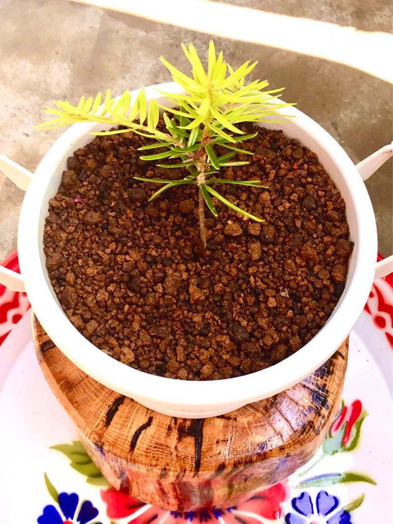 完売【可愛い野生のもみの木さん/クリスマスツリー】樅の木/モミの木/今年2年生