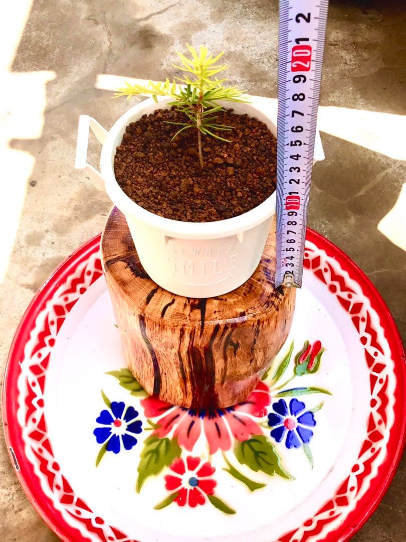 完売【可愛い野生のもみの木さん/クリスマスツリー】樅の木/モミの木/今年2年生