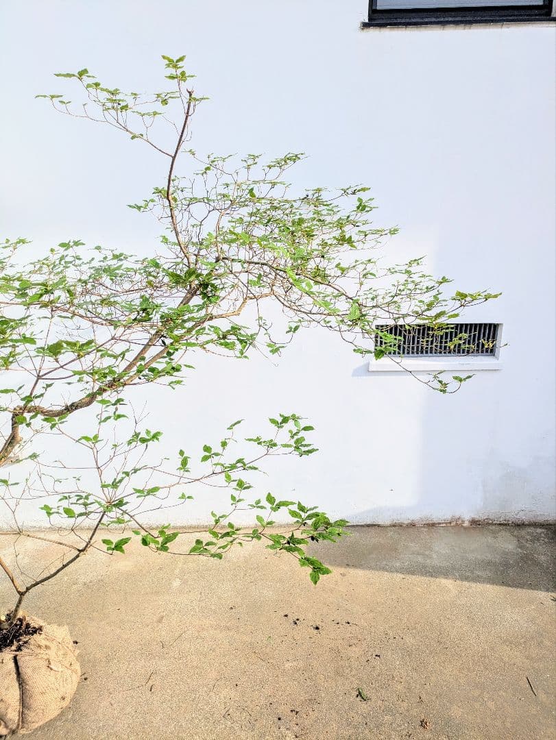 唯一無二。山採りヤマツツジ。