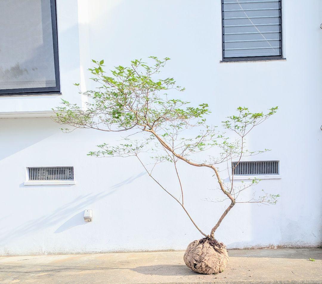 唯一無二。山採りヤマツツジ。