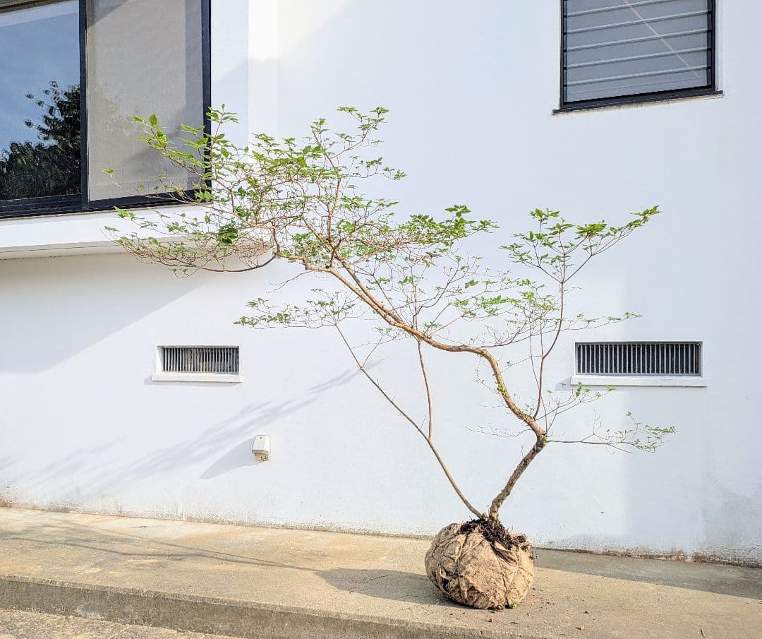 唯一無二。山採りヤマツツジ。