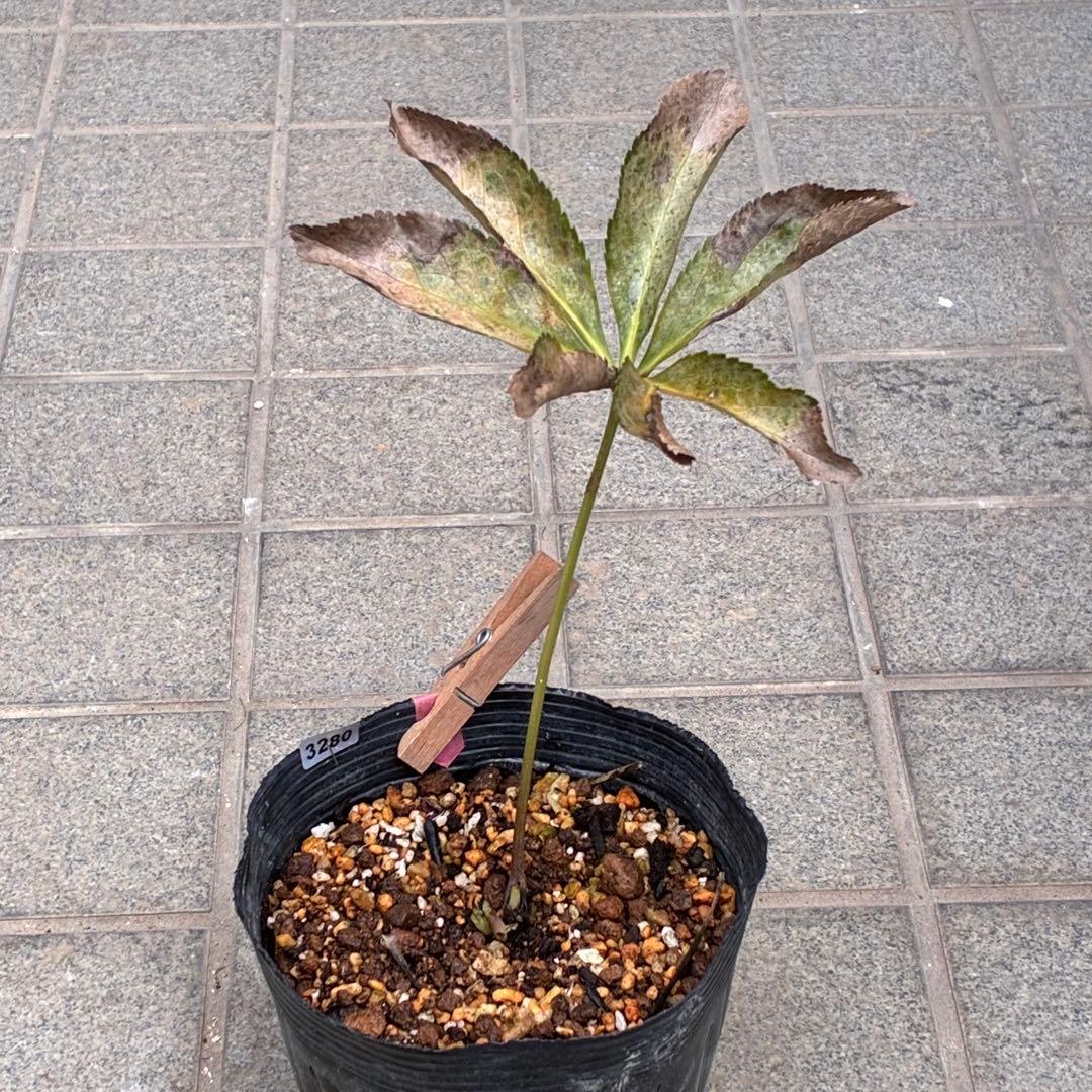 r*i様 ☘️ラスト2☘️超超超レア☘️❤️根充実❤️新芽❤️3280⭐️NEW