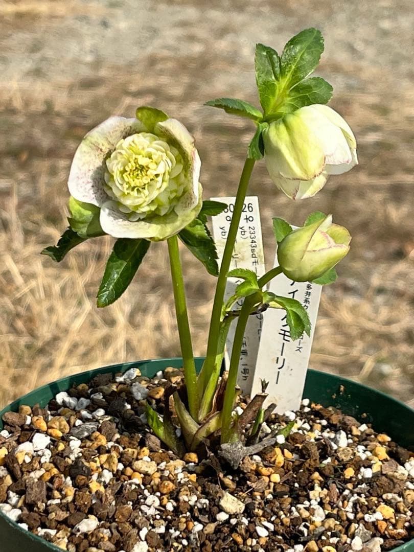 r*i様 ☘️ラスト2☘️超超超レア☘️❤️根充実❤️新芽❤️3280⭐️NEW