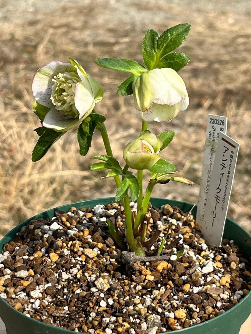 r*i様 ☘️ラスト2☘️超超超レア☘️❤️根充実❤️新芽❤️3280⭐️NEW