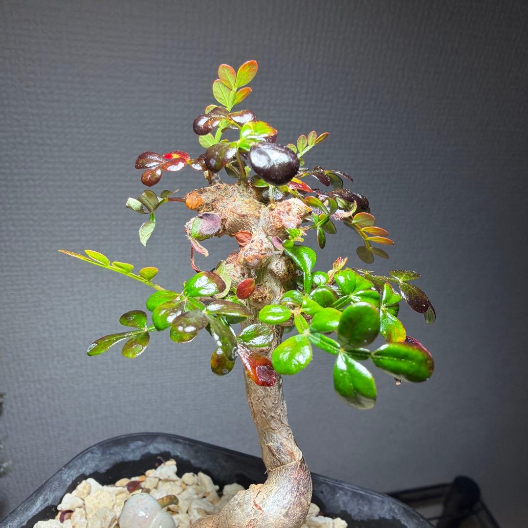 オペルクリカリアデカリー 国内実生4年 作り込み株 盆栽仕立て 芋