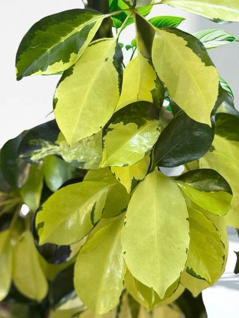 ☆ シェフレラ•ゴールドリーフ♪ 140cm 10号 リビングサイズ♪ - メルカリ