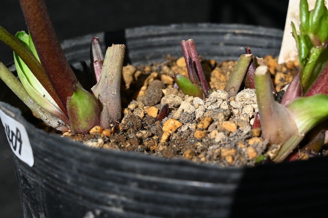 クリスマスローズ sd多弁系レッドバイカラーカップ咲き 加藤農園