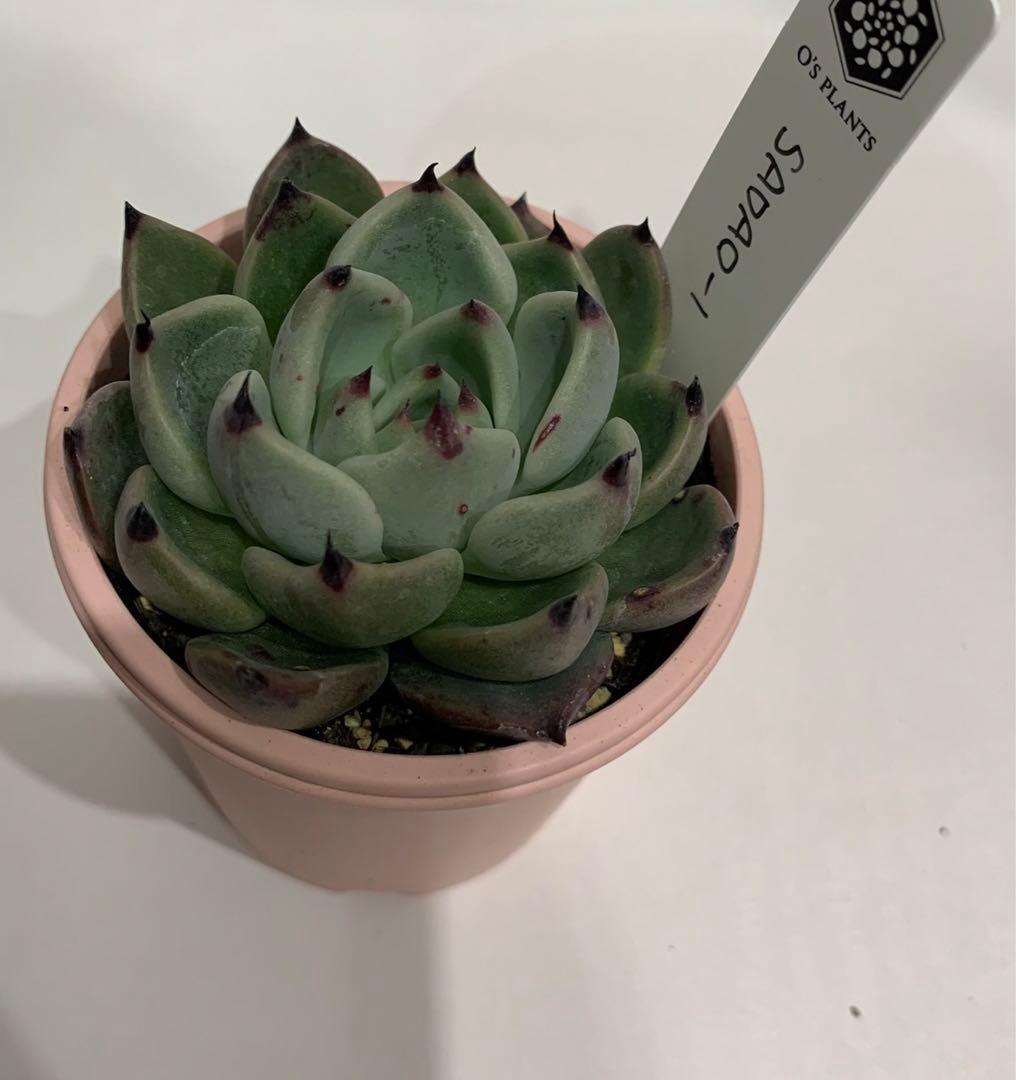 SADAO-1 札つき　鉢ごと　蕾あり