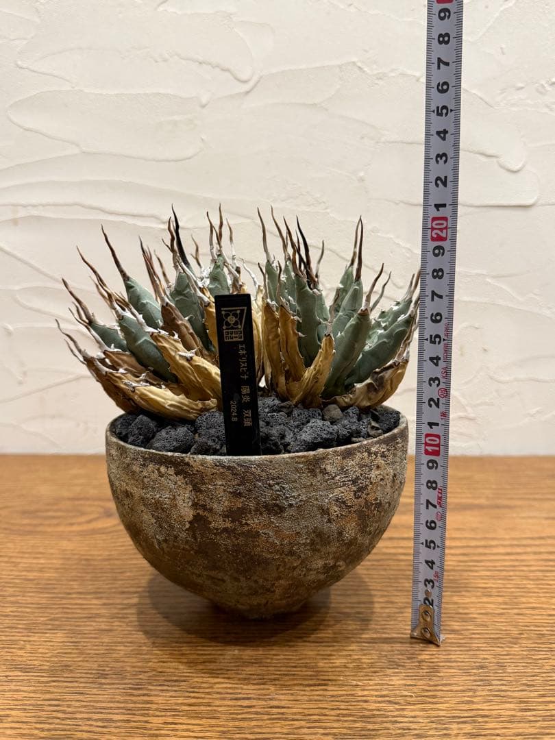 週末SALE【超希少コレクション株】エボリスピナ双頭【陽炎】【発根済】【作家鉢】