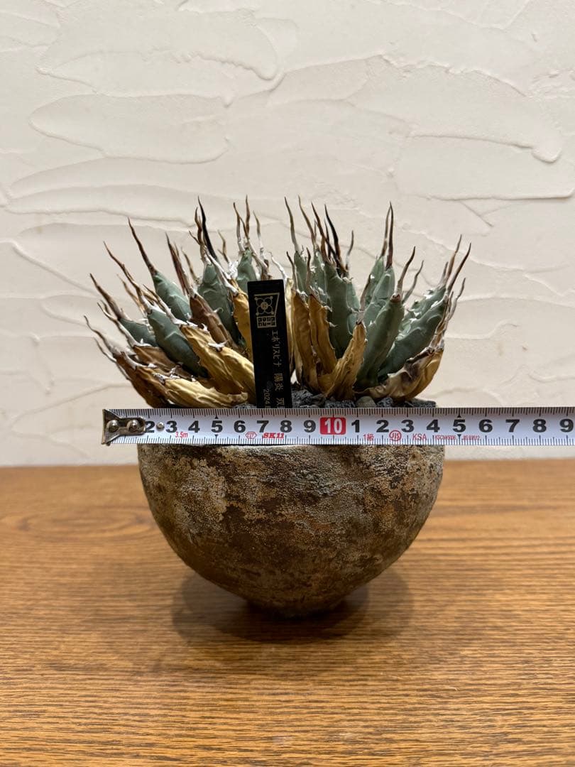 週末SALE【超希少コレクション株】エボリスピナ双頭【陽炎】【発根済】【作家鉢】