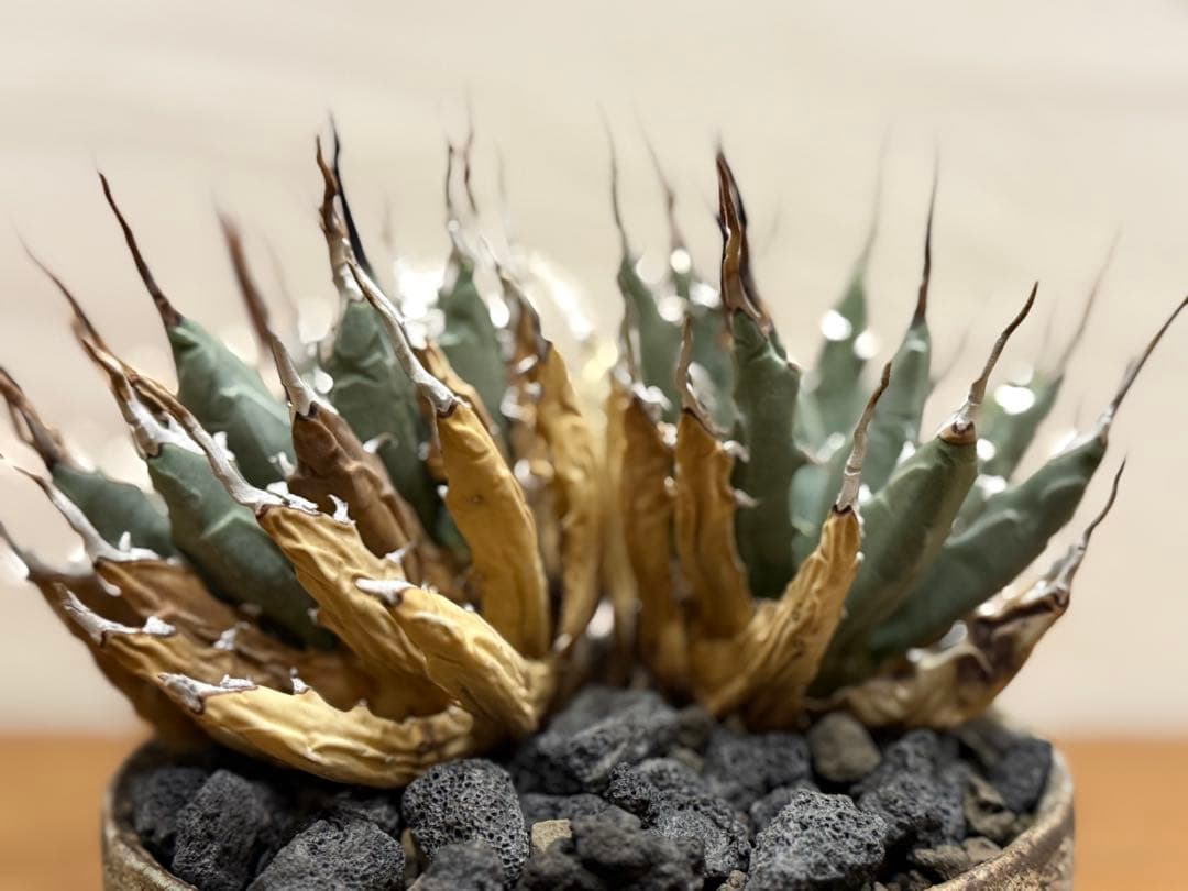 週末SALE【超希少コレクション株】エボリスピナ双頭【陽炎】【発根済】【作家鉢】