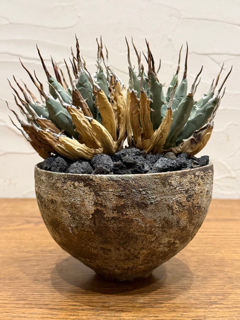 週末SALE【超希少コレクション株】エボリスピナ双頭【陽炎】【発根済】【作家鉢】