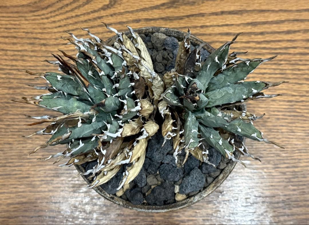 週末SALE【超希少コレクション株】エボリスピナ双頭【陽炎】【発根済】【作家鉢】