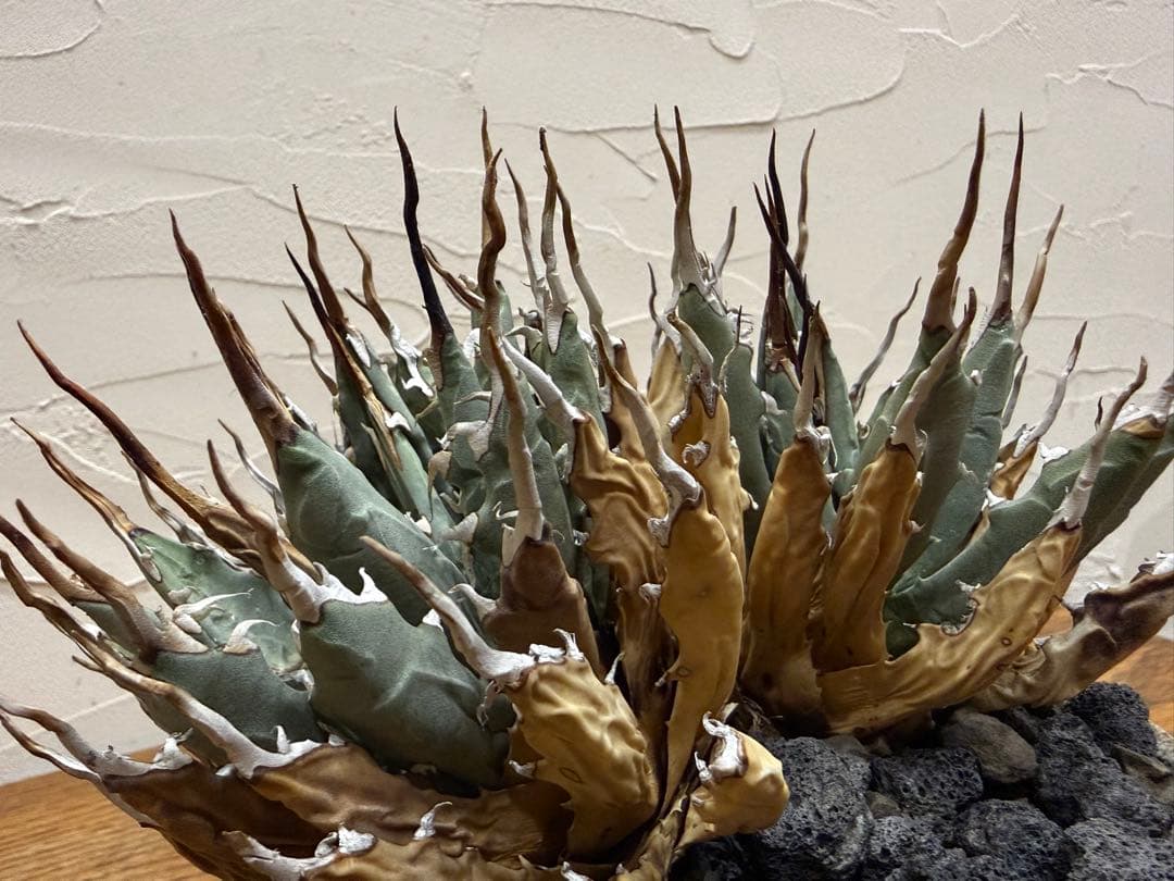 週末SALE【超希少コレクション株】エボリスピナ双頭【陽炎】【発根済】【作家鉢】