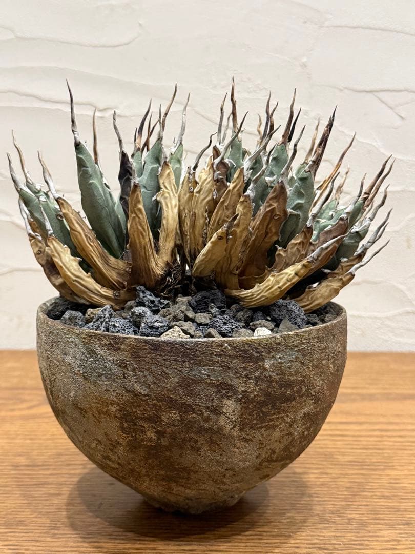 週末SALE【超希少コレクション株】エボリスピナ双頭【陽炎】【発根済】【作家鉢】