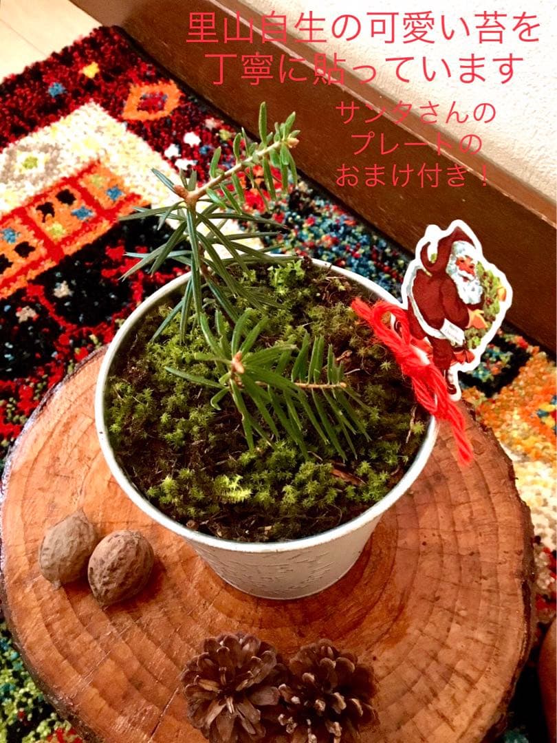 完売　　【野生の可愛い樅の木さん】生まれたて1年生と2年生/クリスマスツリー