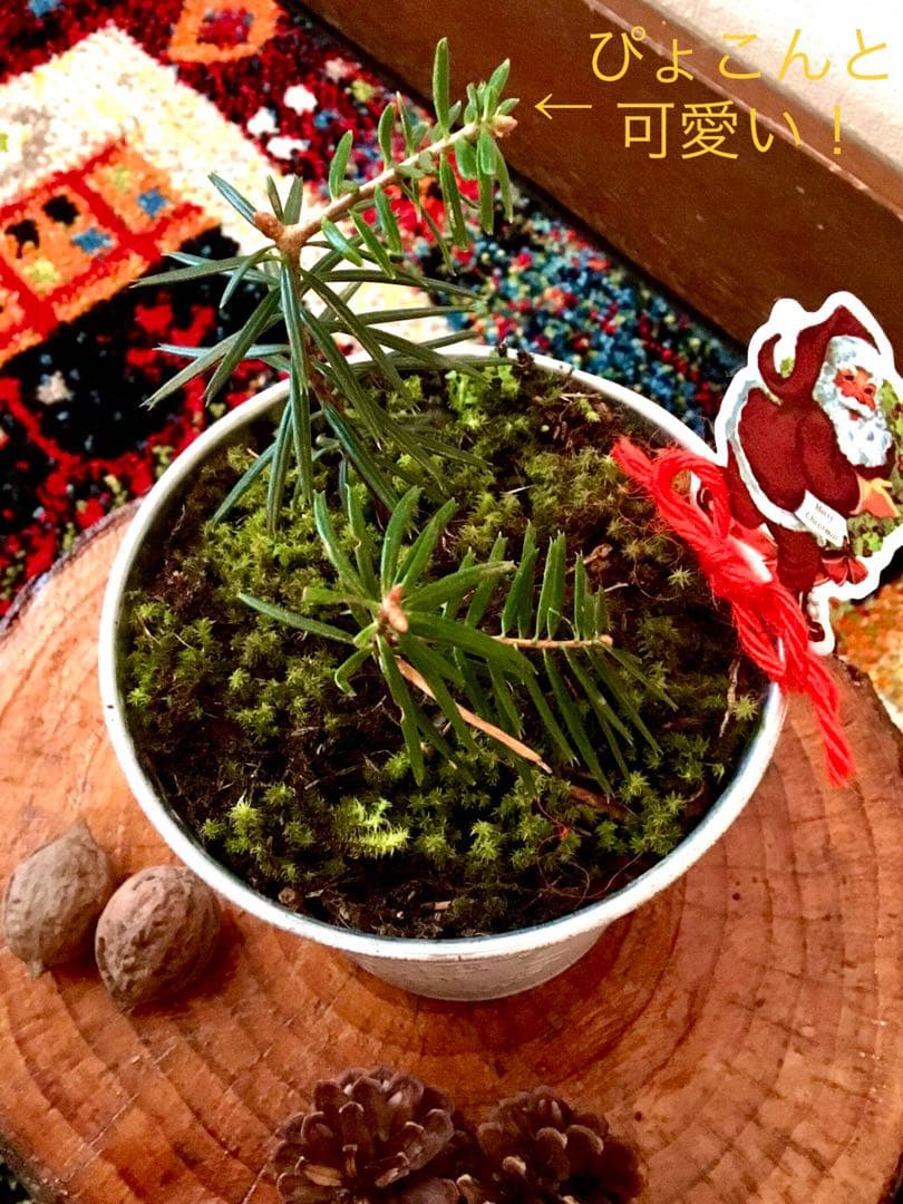 完売　　【野生の可愛い樅の木さん】生まれたて1年生と2年生/クリスマスツリー