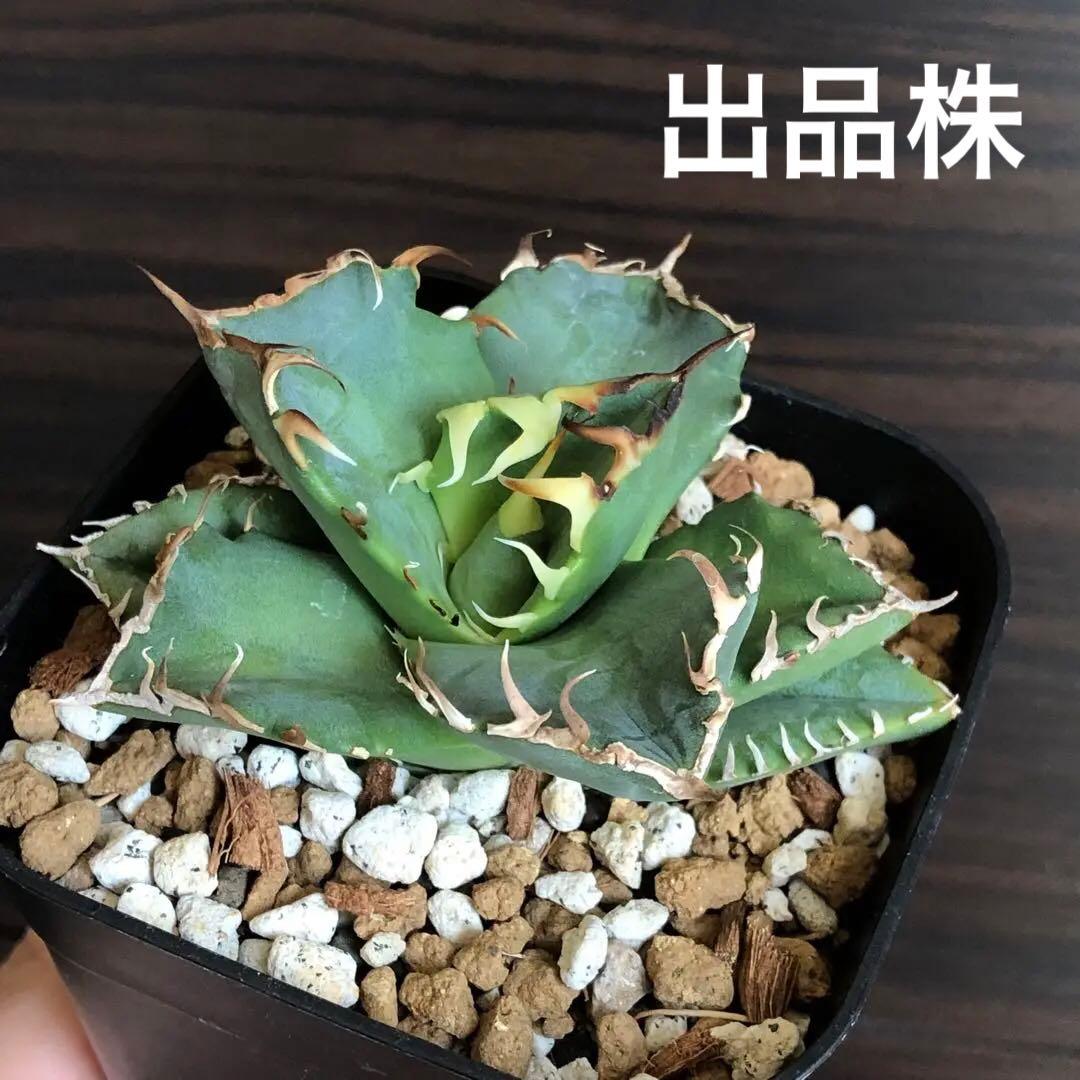 アガベ チタノタ 螃蟹 蟹 カニ - メルカリ
