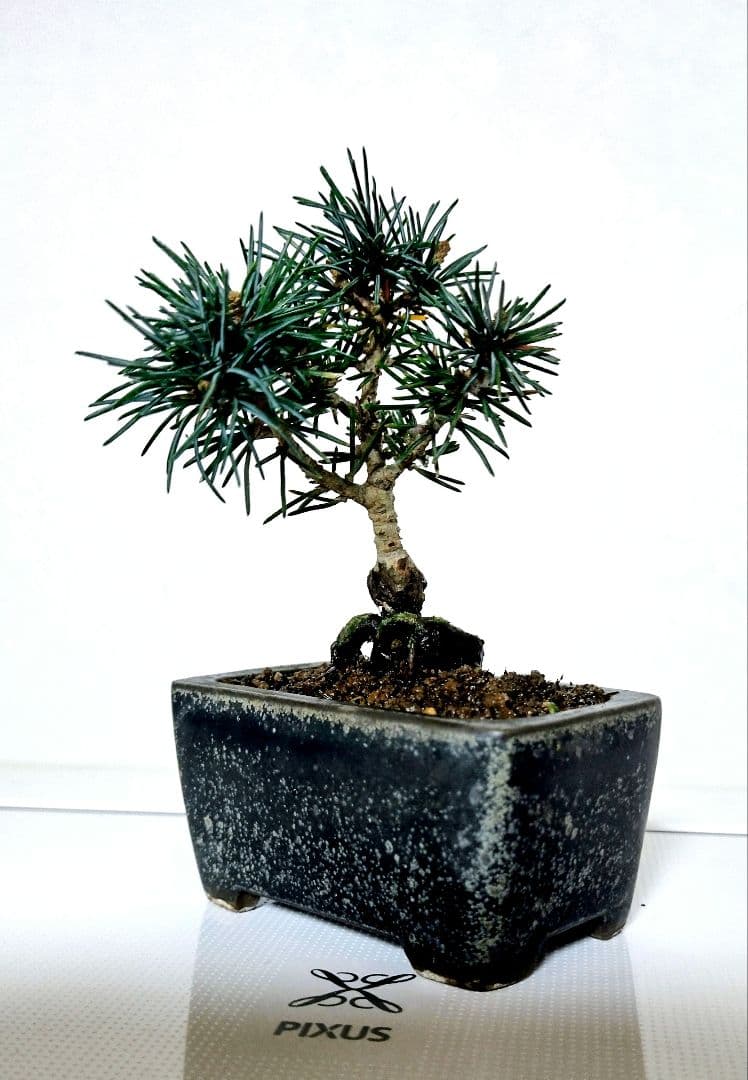 小品八房五葉松(伊豆姫) - メルカリ