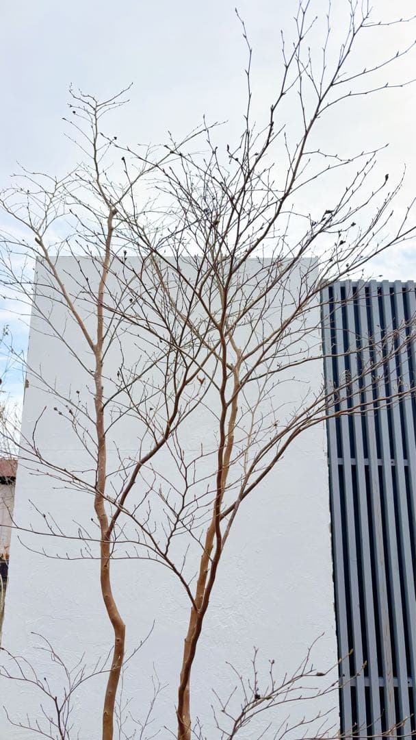 特大。山採りヒメシャラ3.3M(鉢底から)